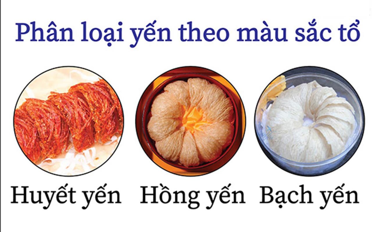 Yến trắng, yến hồng, yến huyết – Khác nhau thế nào? Nên chọn loại nào phù hợp?